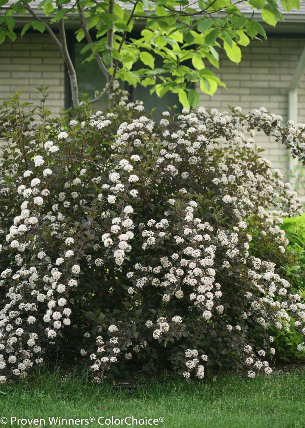 Physocarpus Opulifolius Summer Wine Black - View 6 from www redcrocus com