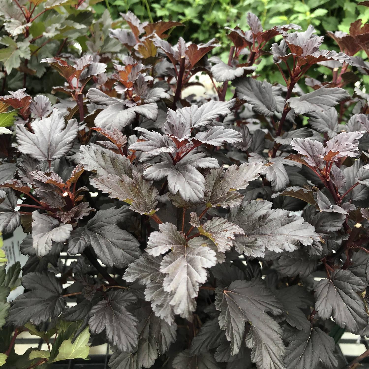 Physocarpus Opulifolius Summer Wine Black - View 8 from www redcrocus com