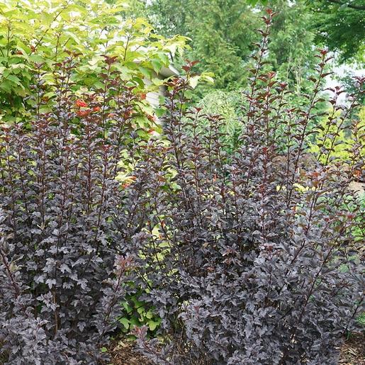 Physocarpus Opulifolius Summer Wine Black - View 9 from www redcrocus com