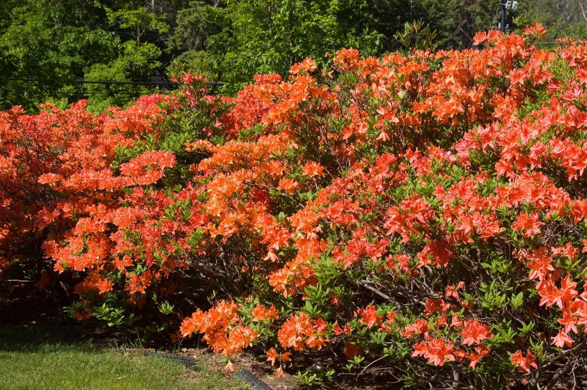 Azalea Mandarin Lights - View 2 from www redcrocus com