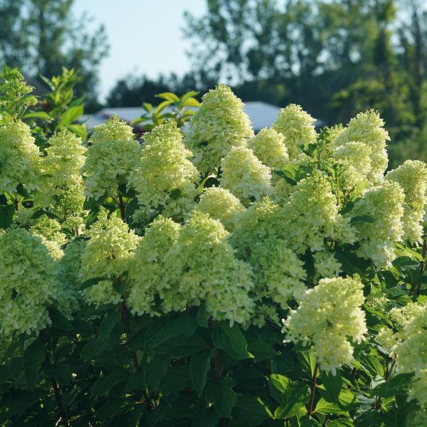 Hydrangea Paniculata 'limelight Prime' - View 13 from www redcrocus com