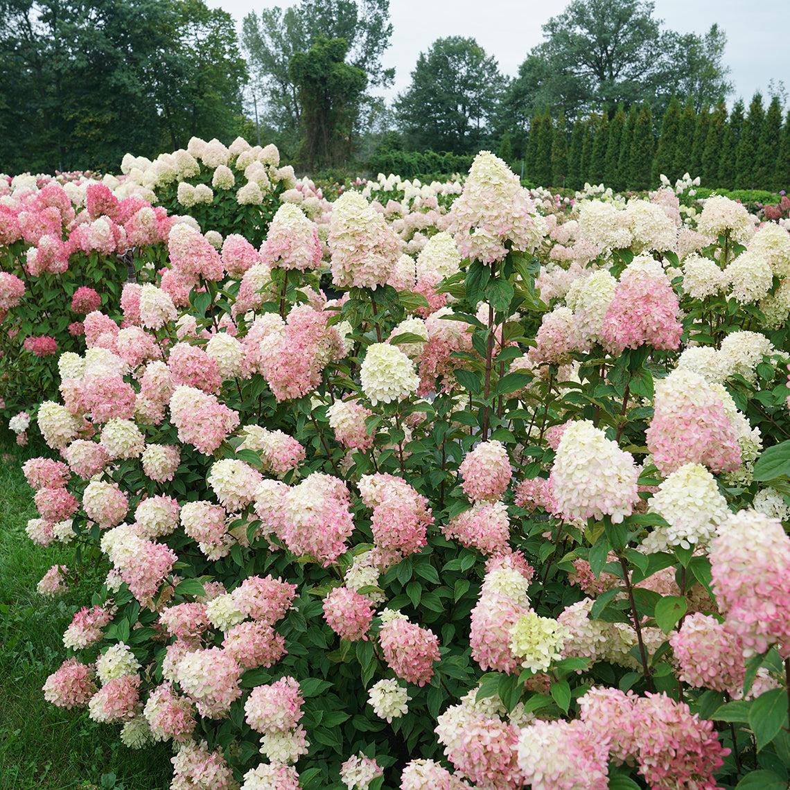 Hydrangea Paniculata 'limelight Prime' - View 15 from www redcrocus com