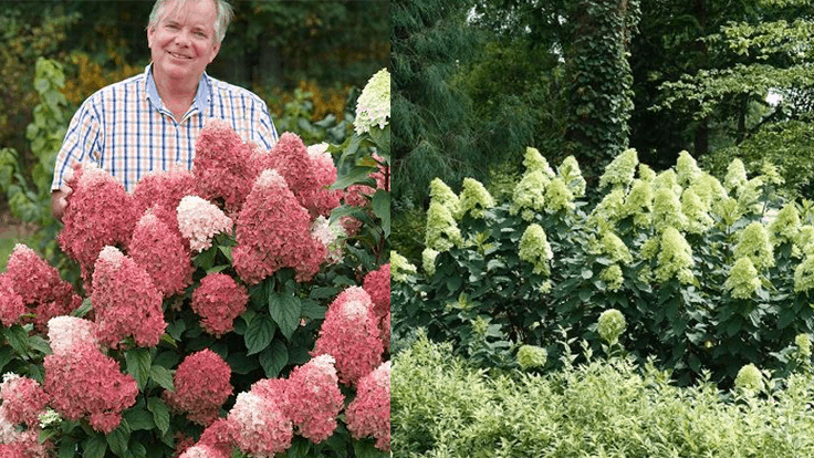 Hydrangea Paniculata 'limelight Prime' - View 16 from www redcrocus com