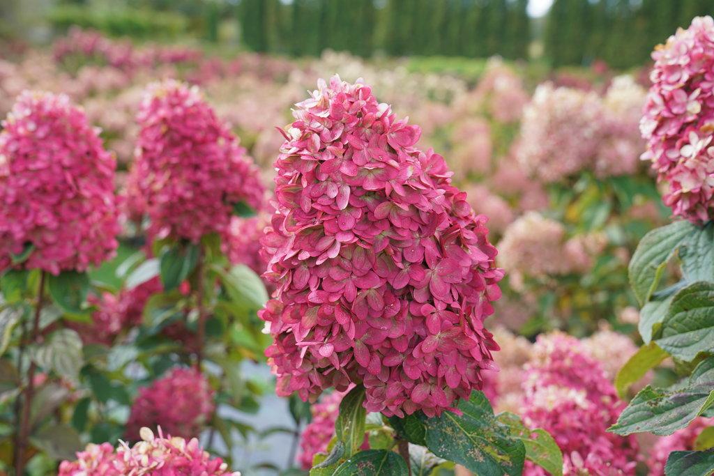 Hydrangea Paniculata 'limelight Prime' - View 17 from www redcrocus com