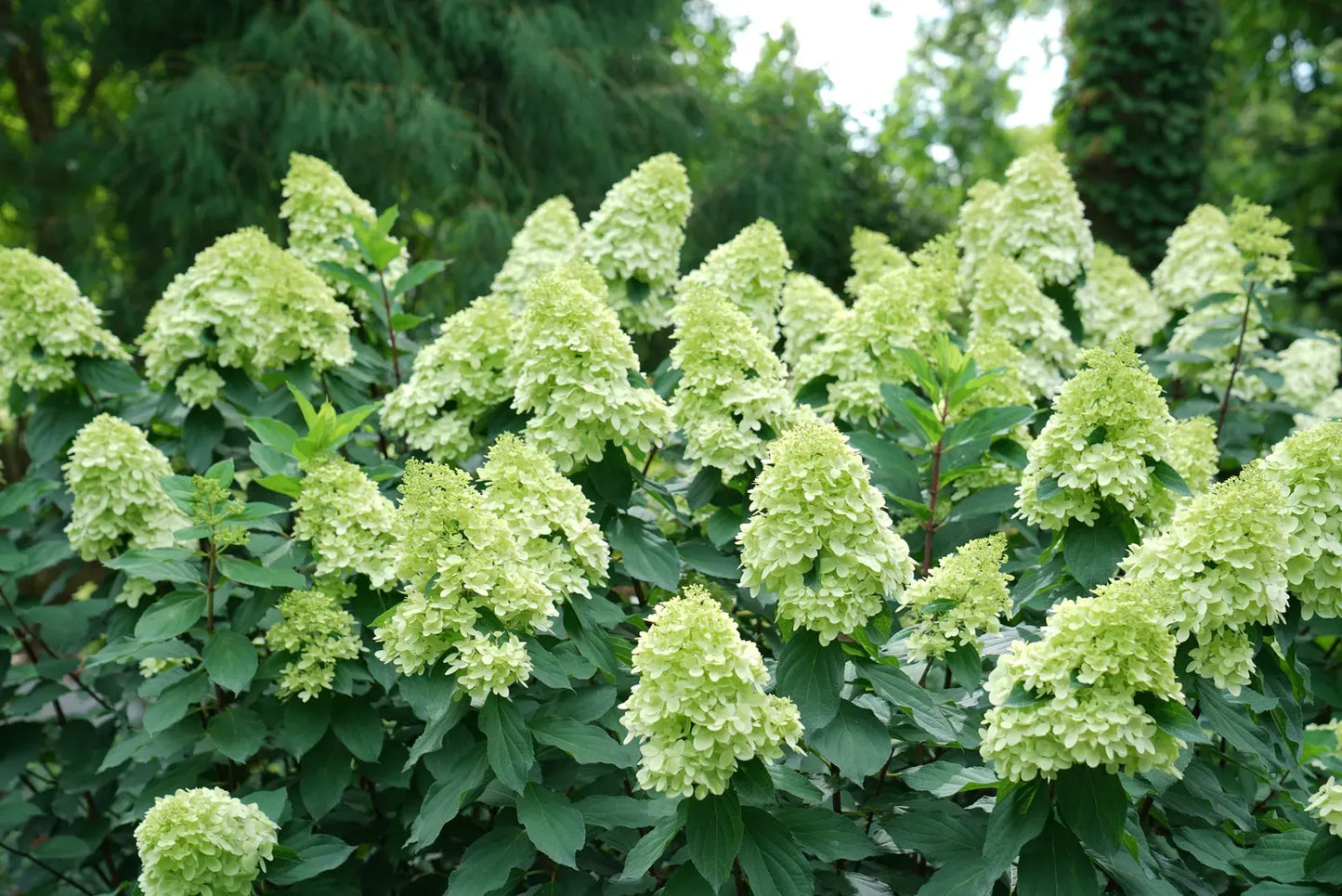 Hydrangea Paniculata 'limelight Prime' - View 18 from www redcrocus com