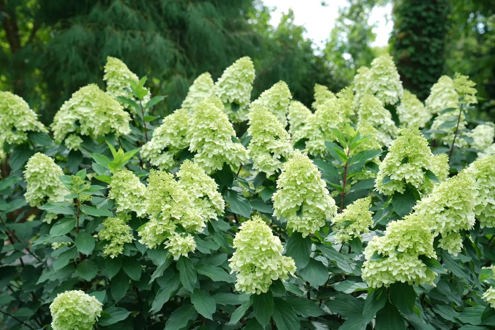 Hydrangea Paniculata 'limelight Prime' - View 18 from www redcrocus com
