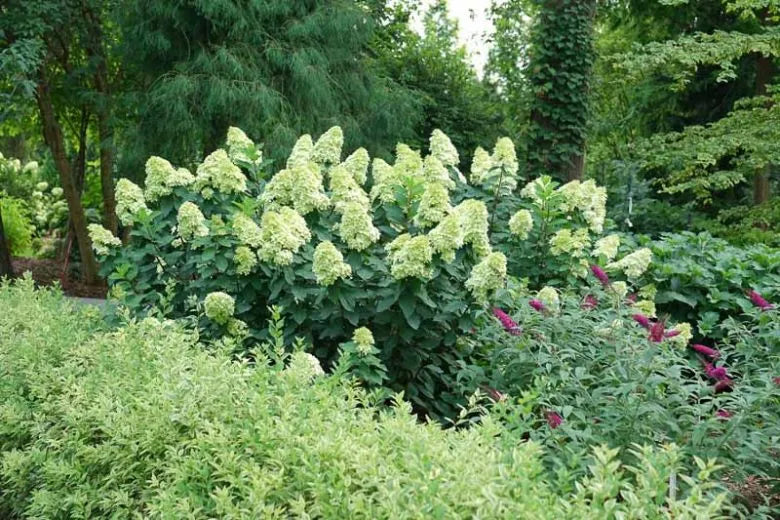 Hydrangea Paniculata 'limelight Prime' - View 19 from www redcrocus com