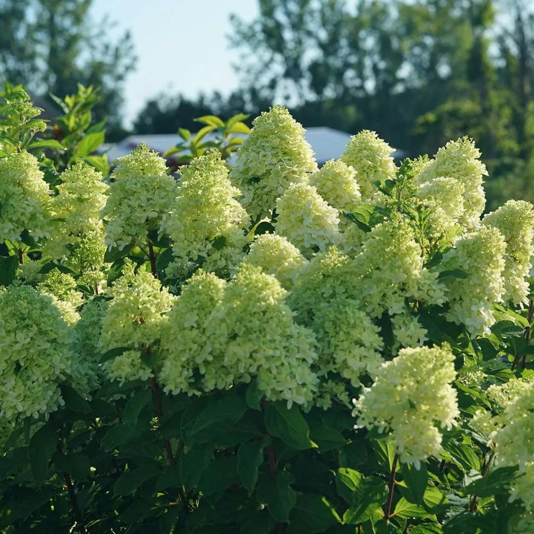 Hydrangea Paniculata 'limelight Prime' - View 20 from www redcrocus com