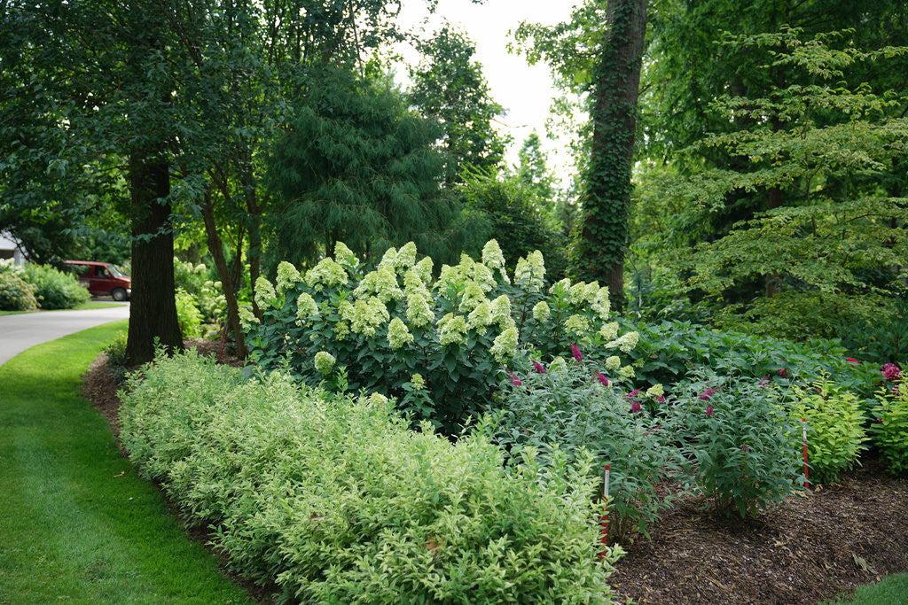 Hydrangea Paniculata 'limelight Prime' - View 21 from www redcrocus com