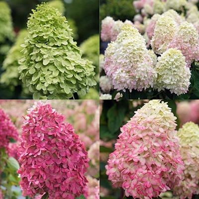 Hydrangea Paniculata 'limelight Prime' - View 26 from www redcrocus com