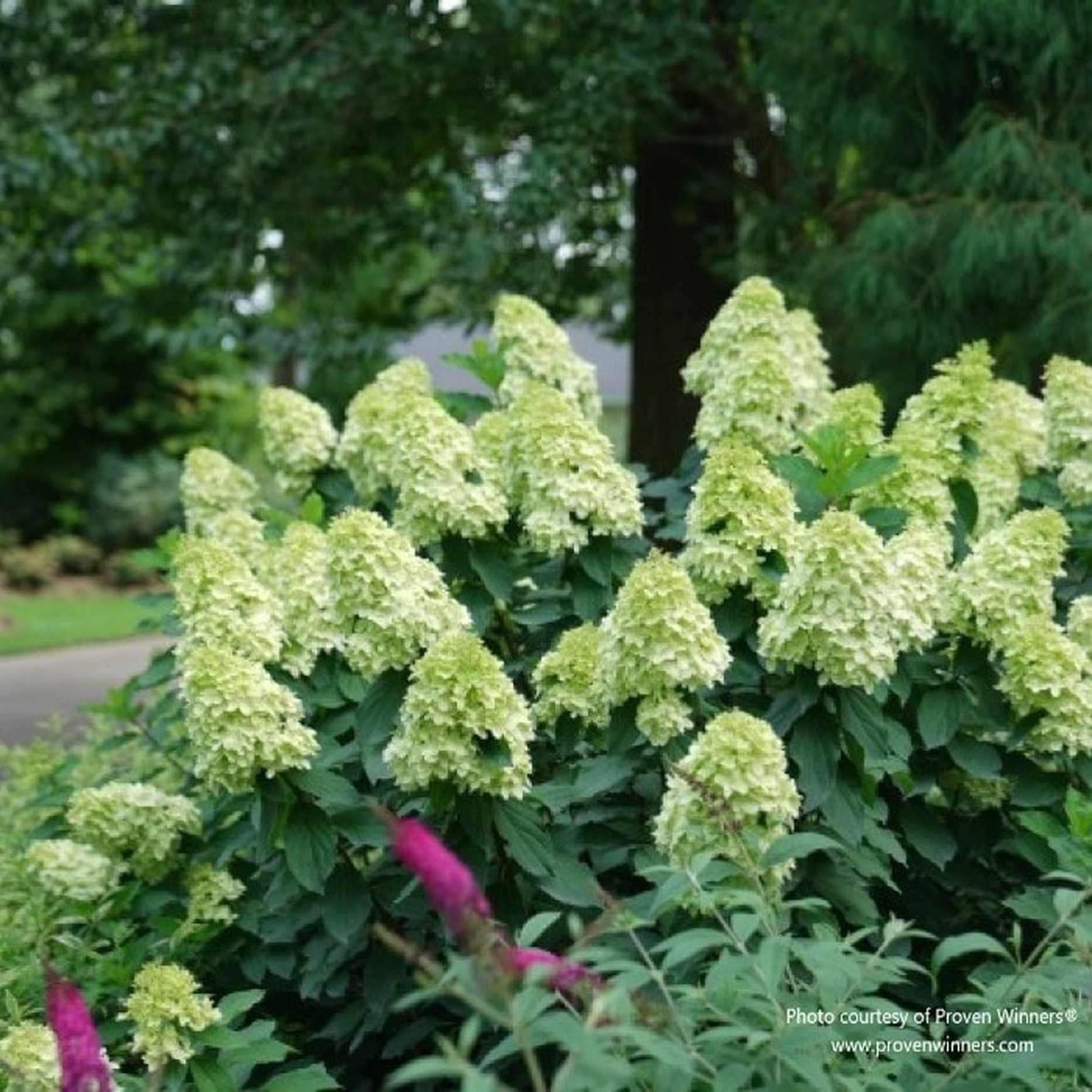 Hydrangea Paniculata 'limelight Prime' - View 27 from www redcrocus com