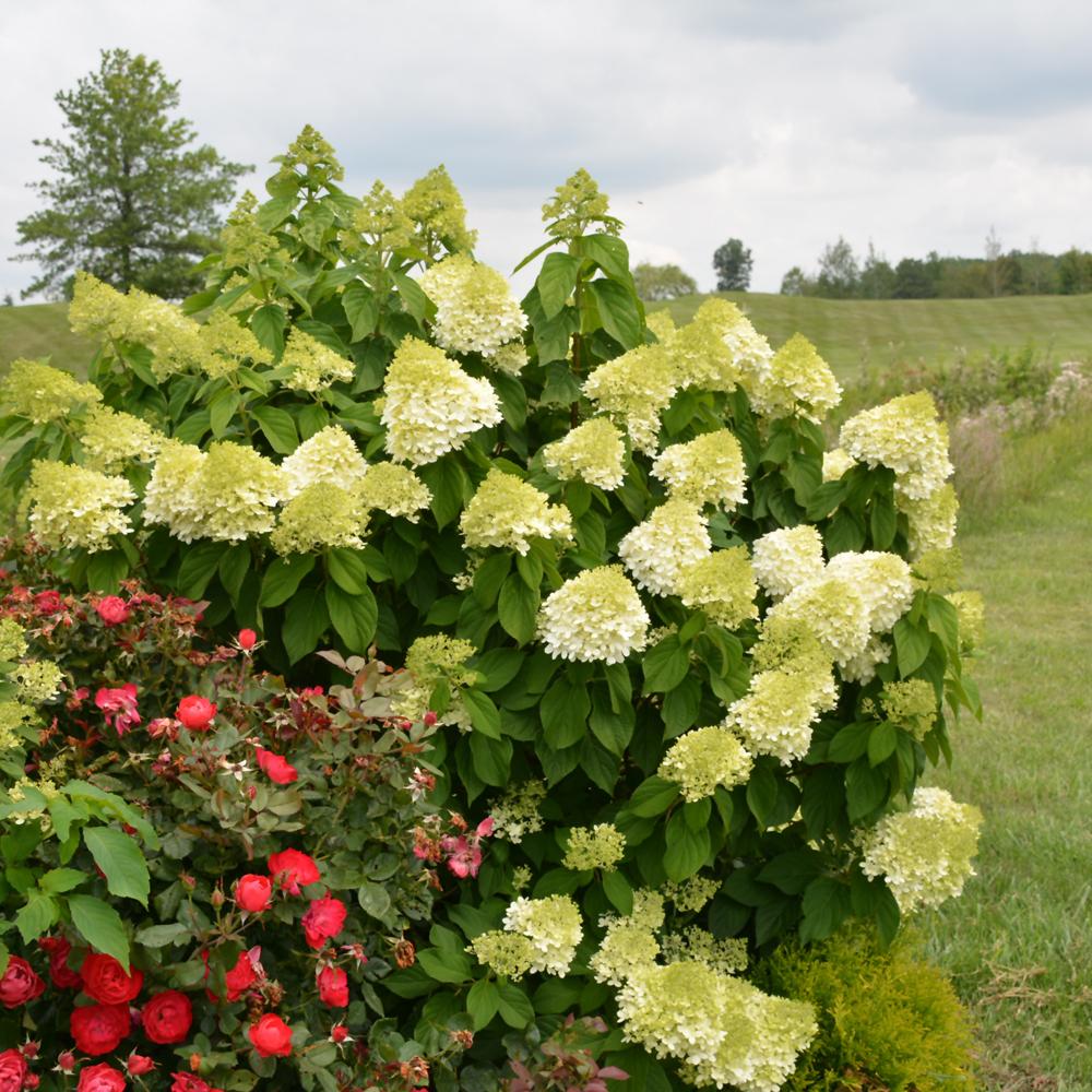 Hydrangea Paniculata 'limelight Prime' - View 28 from www redcrocus com
