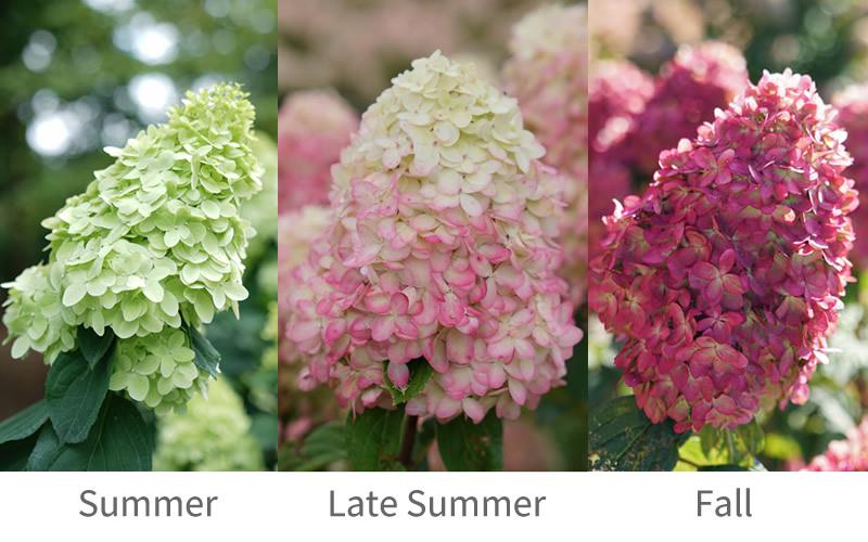 Hydrangea Paniculata 'limelight Prime' - View 30 from www redcrocus com