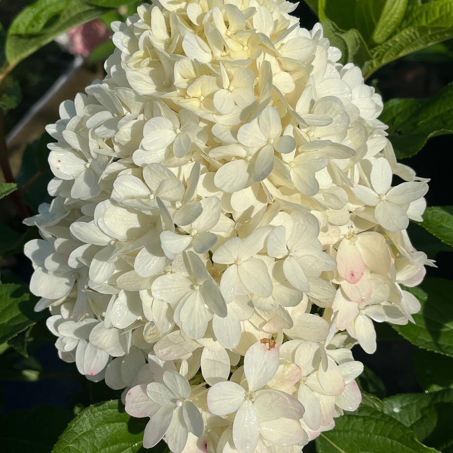 Hydrangea Paniculata 'limelight Prime' - View 32 from www redcrocus com