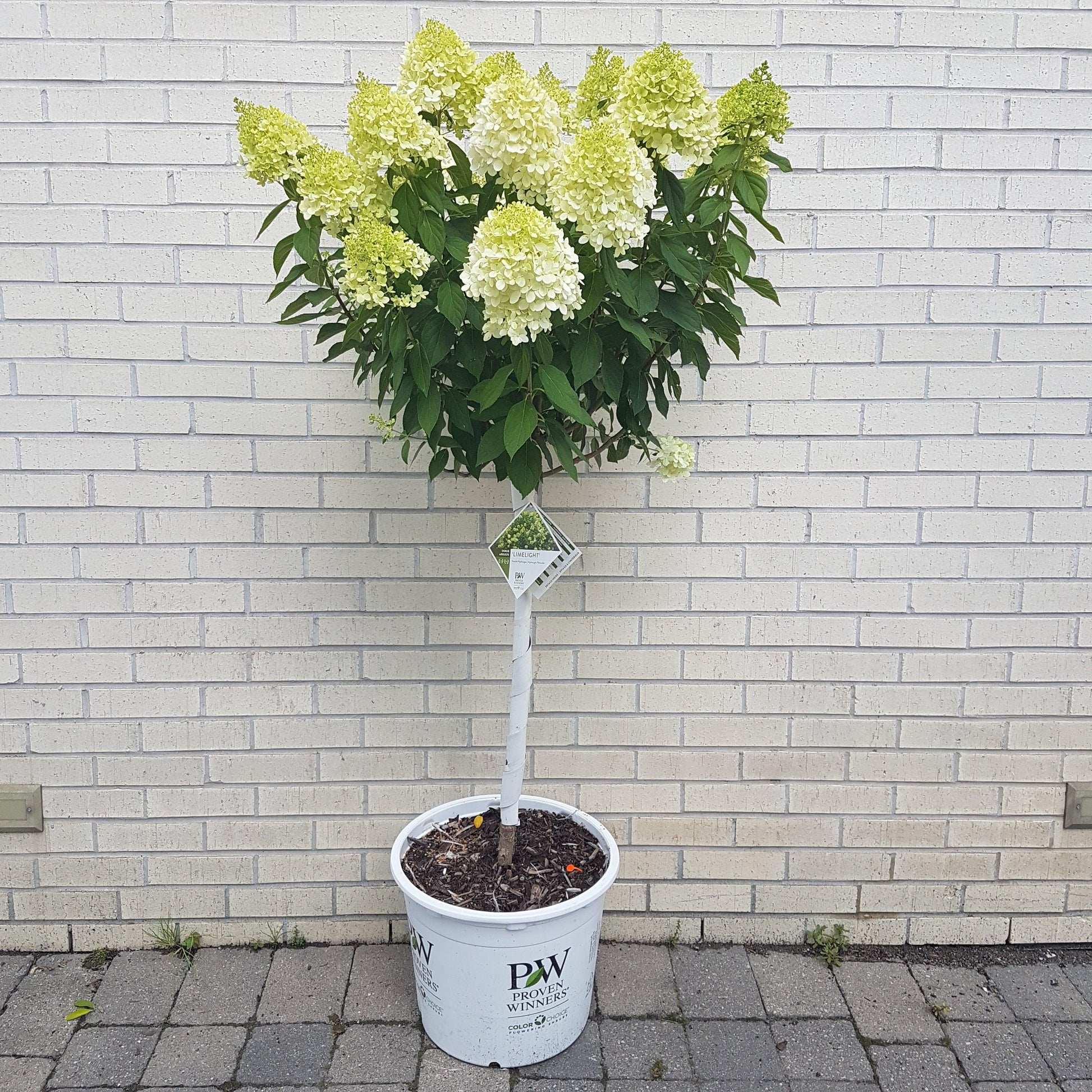 Hydrangea Paniculata 'limelight Prime' - View 33 from www redcrocus com
