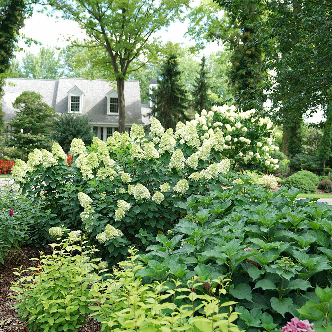 Hydrangea Paniculata 'limelight Prime' - View 34 from www redcrocus com