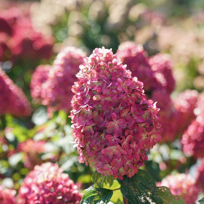Hydrangea Paniculata 'limelight Prime' - View 35 from www redcrocus com