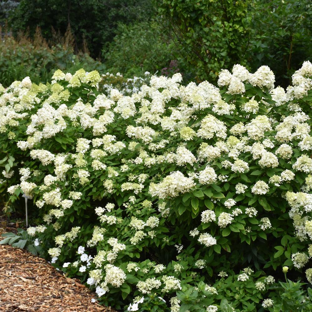 Hydrangea Paniculata 'limelight Prime' - View 5 from www redcrocus com