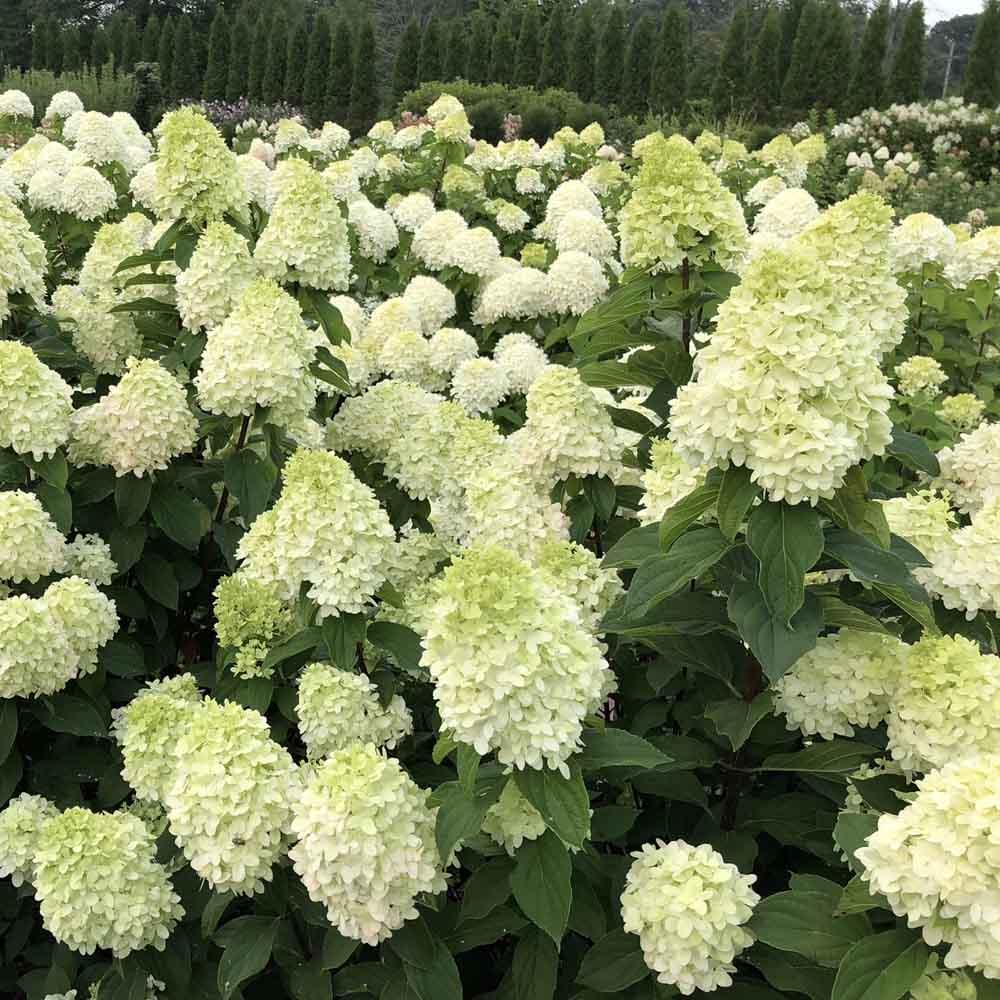 Hydrangea Paniculata 'limelight Prime' - View 6 from www redcrocus com