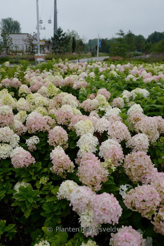 Hydrangea Paniculata 'limelight Prime' - View 8 from www redcrocus com