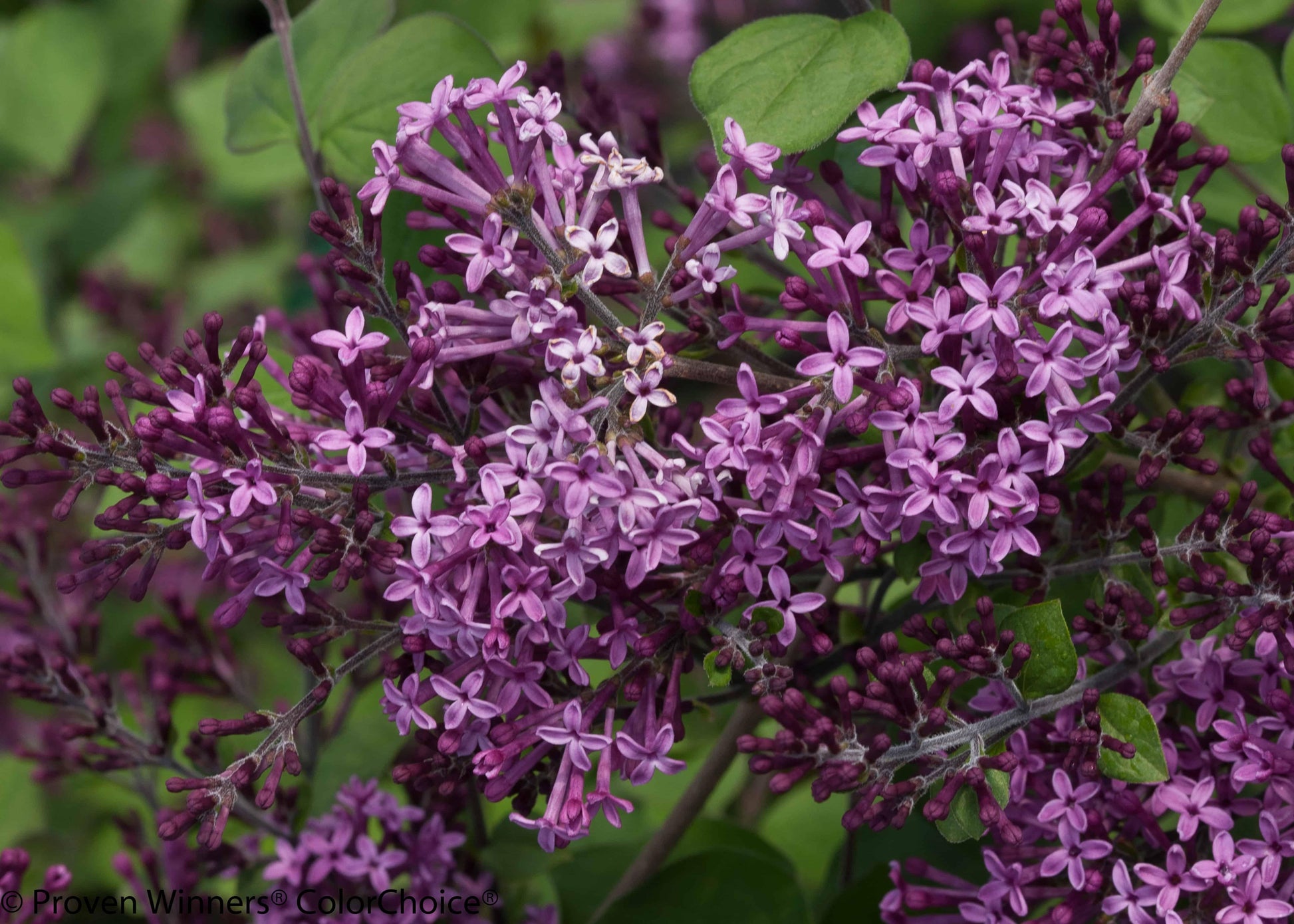 Syringa Bloomerang Dark Purple - View 12 from www redcrocus com