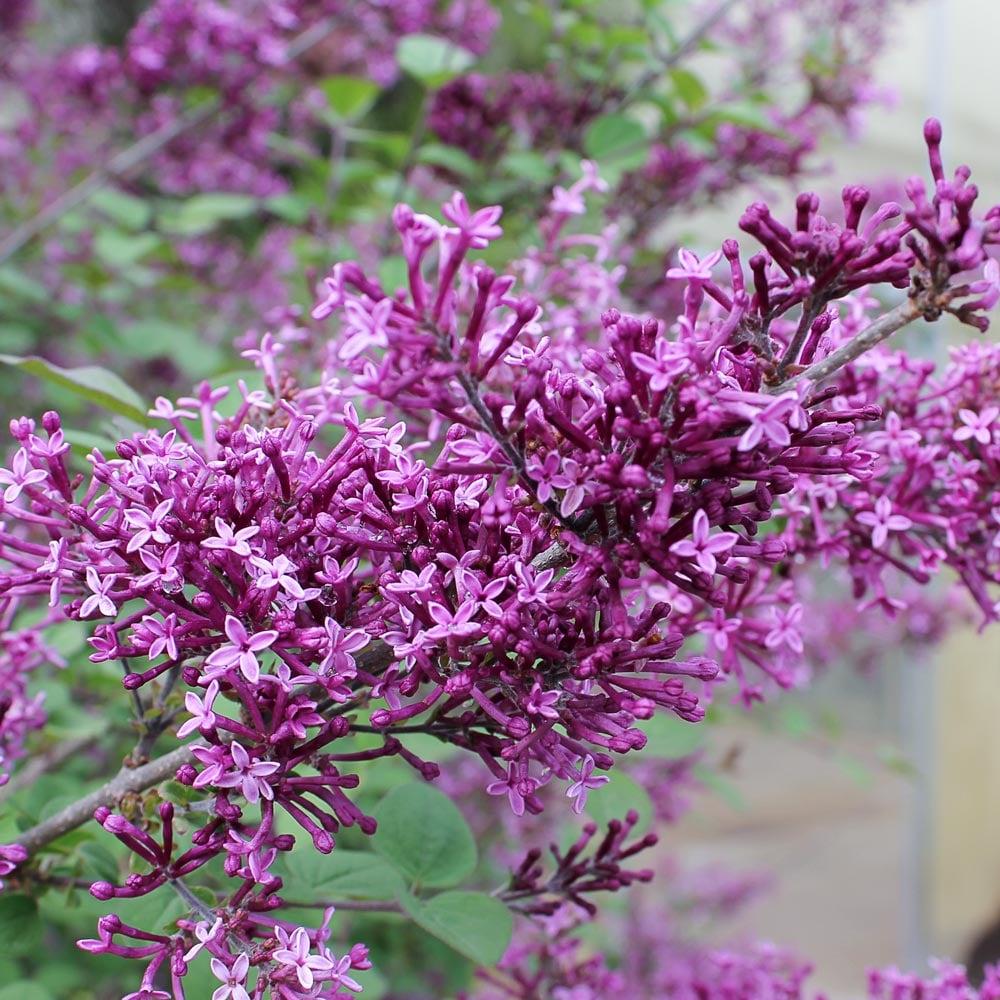 Syringa Bloomerang Dark Purple - View 14 from www redcrocus com