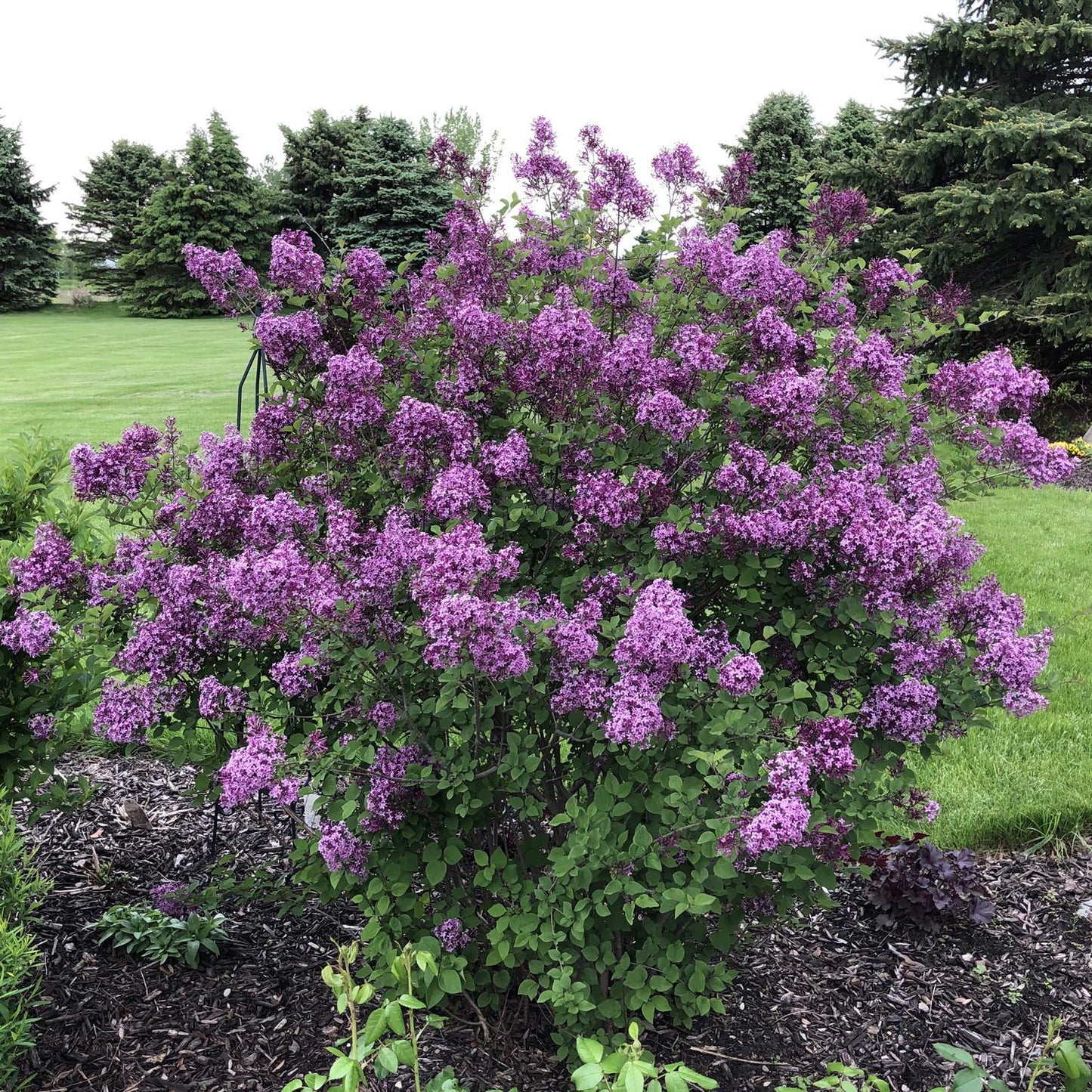 Syringa Bloomerang Dark Purple - View 1 from www redcrocus com