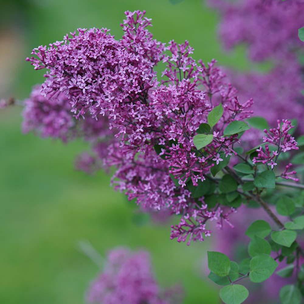 Syringa Bloomerang Dark Purple - View 2 from www redcrocus com