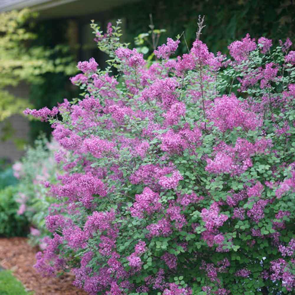 Syringa Bloomerang Dark Purple - View 3 from www redcrocus com