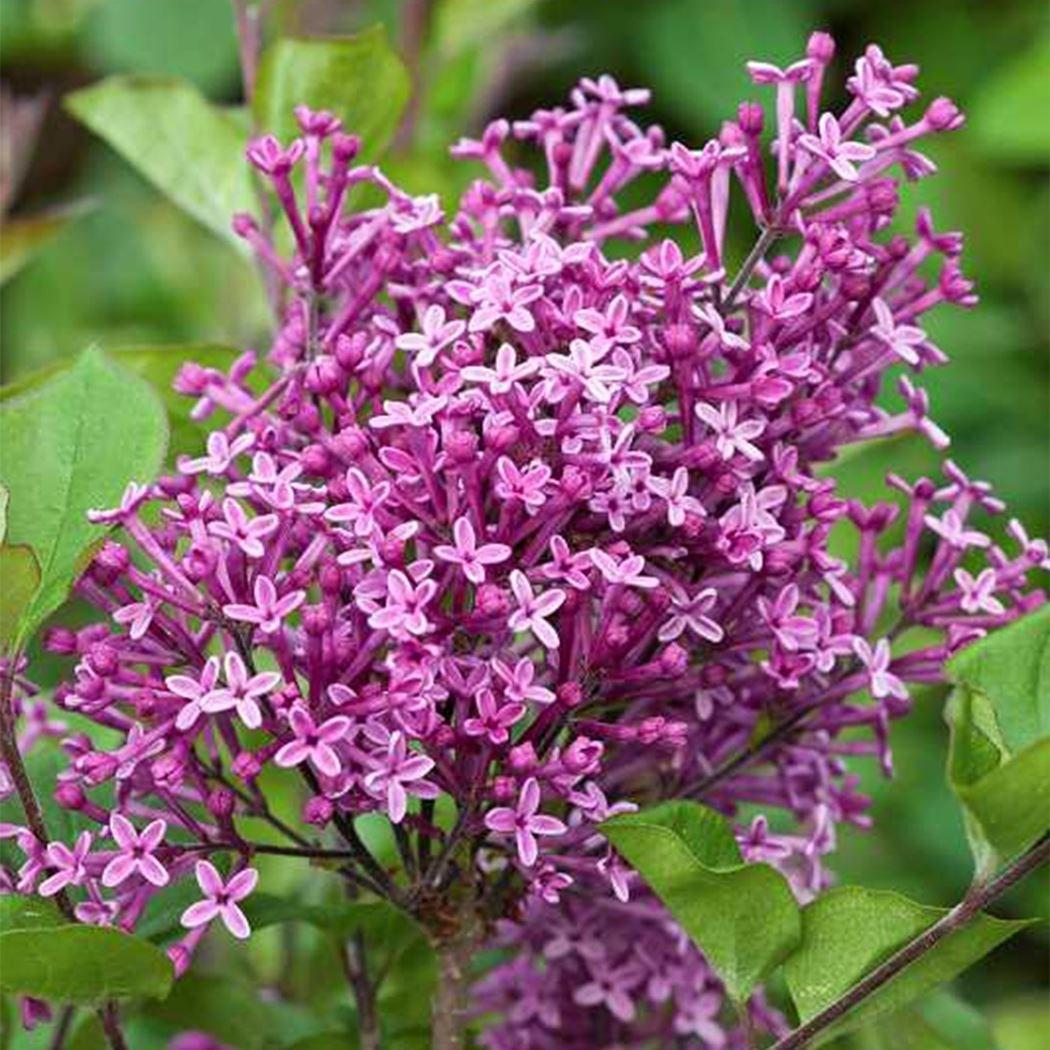 Syringa Bloomerang Dark Purple - View 5 from www redcrocus com