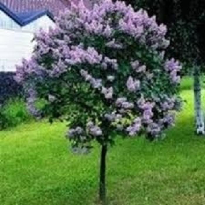 Syringa Bloomerang Dark Purple - View 8 from www redcrocus com