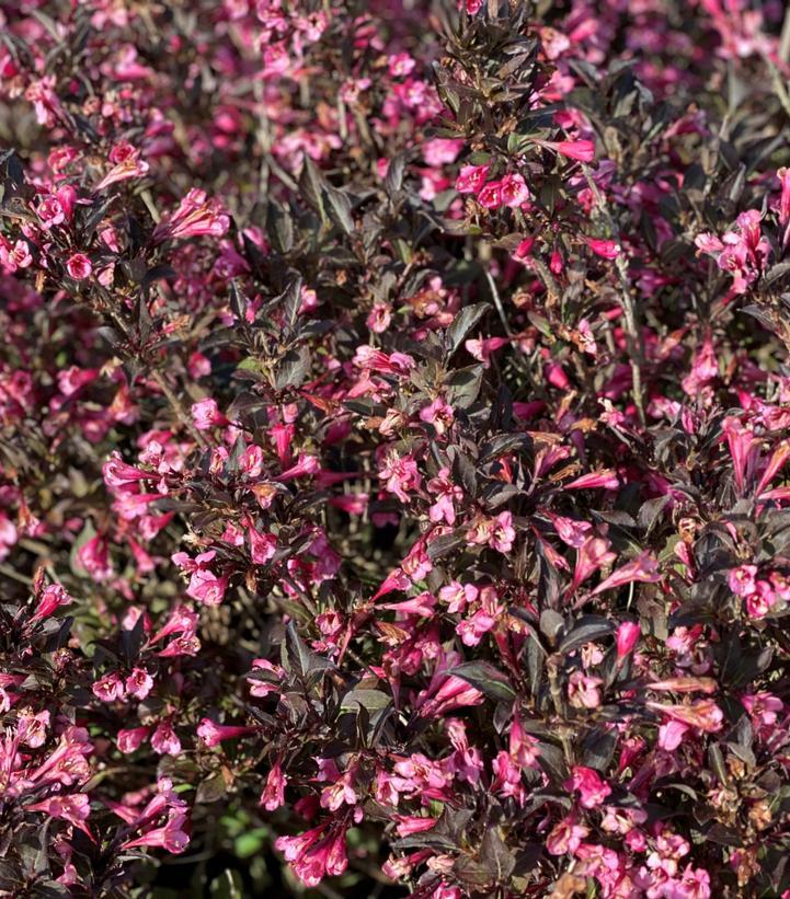 Weigela Florida Very Fine Wine - View 11 from www redcrocus com