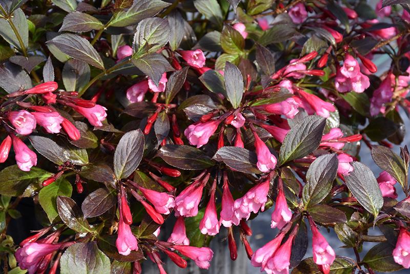 Weigela Florida Very Fine Wine - View 12 from www redcrocus com