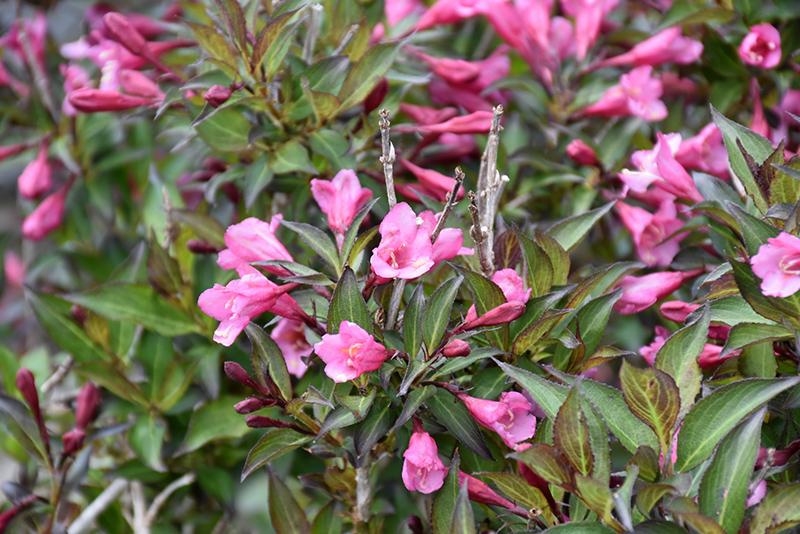 Weigela Florida Very Fine Wine - View 18 from www redcrocus com