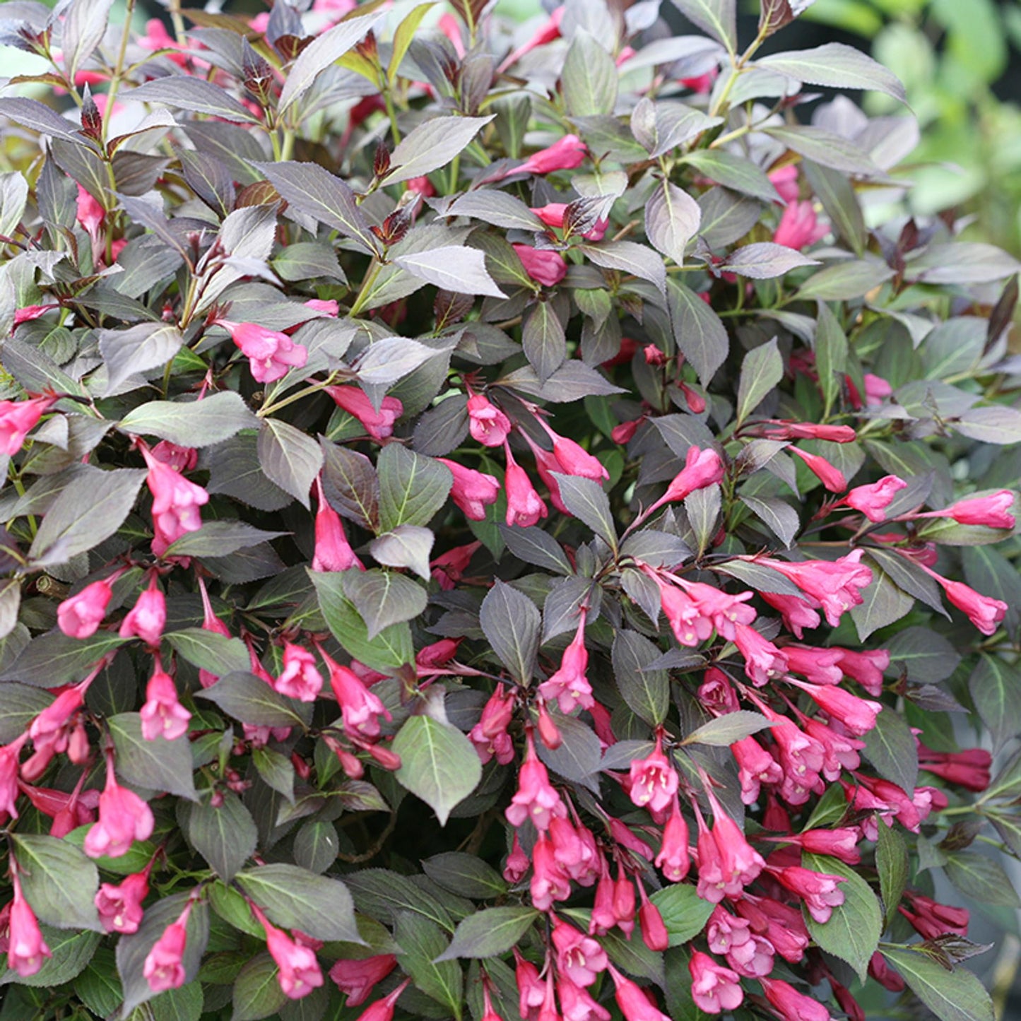 Weigela Florida Very Fine Wine - View 19 from www redcrocus com