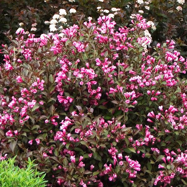 Weigela Florida Very Fine Wine - View 1 from www redcrocus com