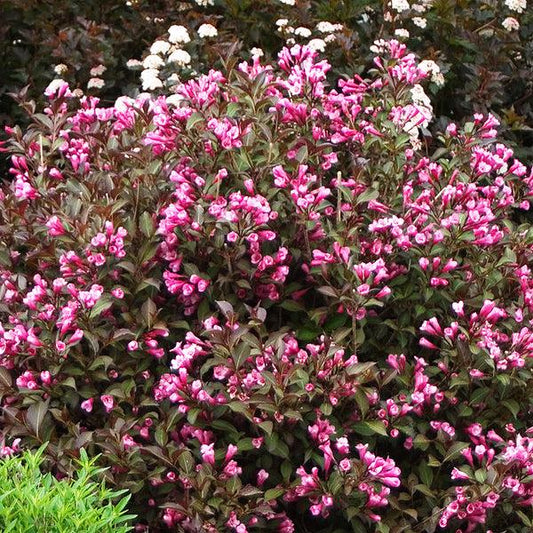 Weigela Florida Very Fine Wine - View 1 from www redcrocus com