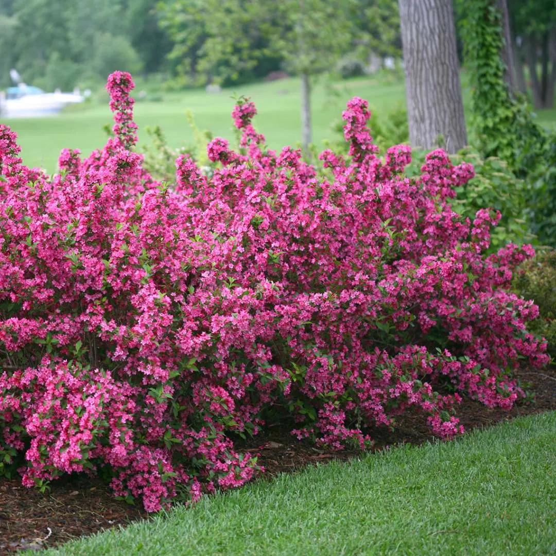 Weigela Florida Very Fine Wine - View 20 from www redcrocus com