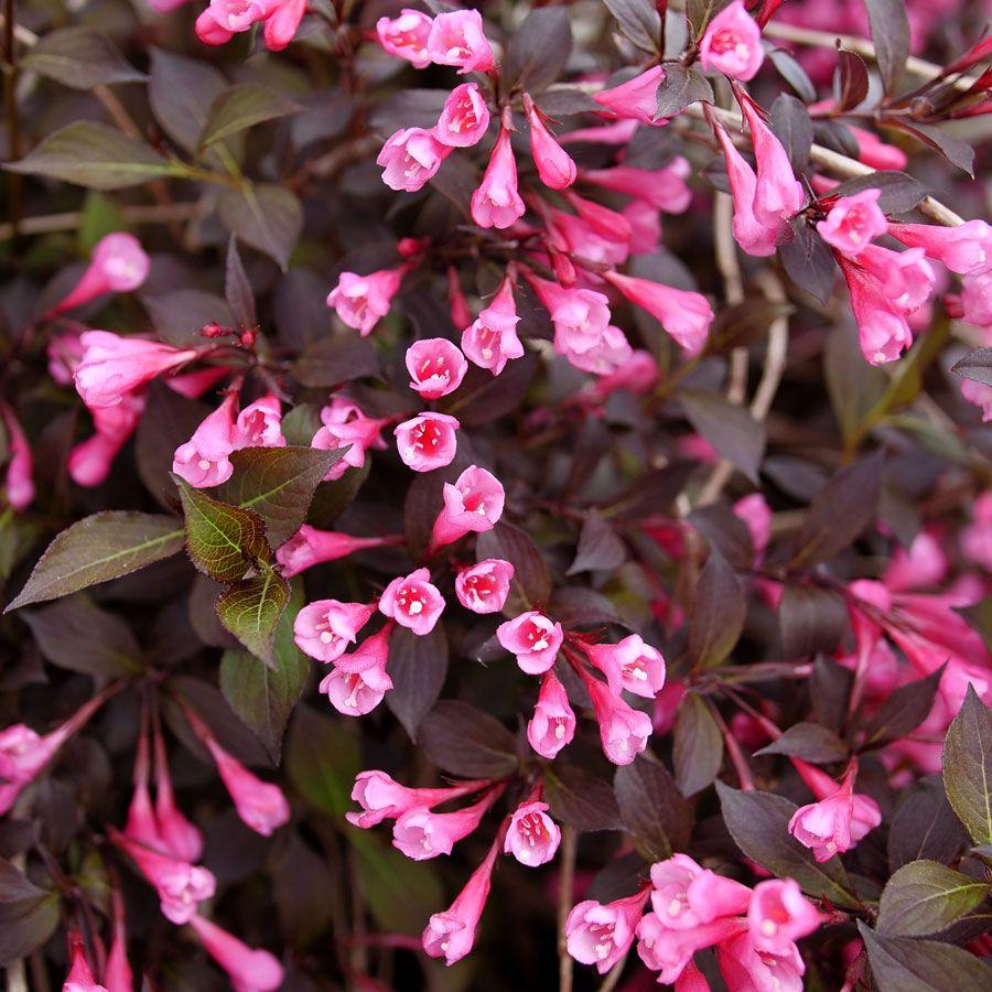 Weigela Florida Very Fine Wine - View 2 from www redcrocus com