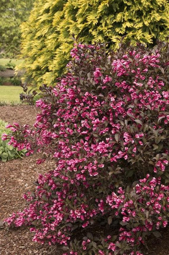 Weigela Florida Very Fine Wine - View 4 from www redcrocus com