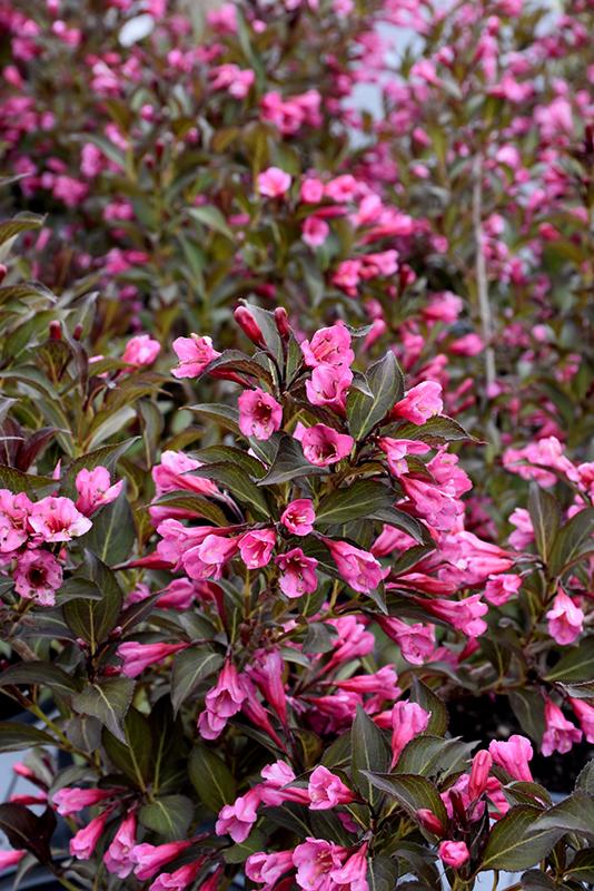 Weigela Florida Very Fine Wine - View 6 from www redcrocus com