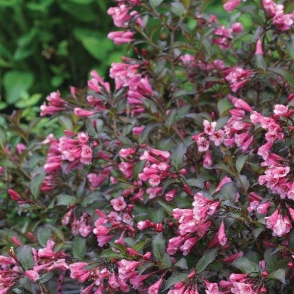 Weigela Florida Very Fine Wine - View 7 from www redcrocus com