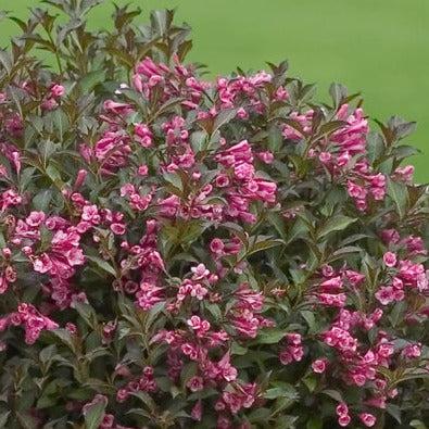Weigela Florida Very Fine Wine - View 8 from www redcrocus com
