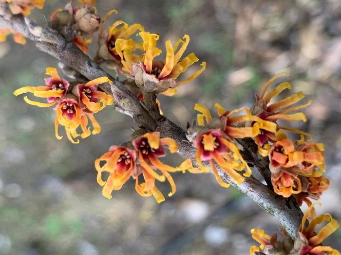 Hamamelis Vernalis - View 11 from www redcrocus com
