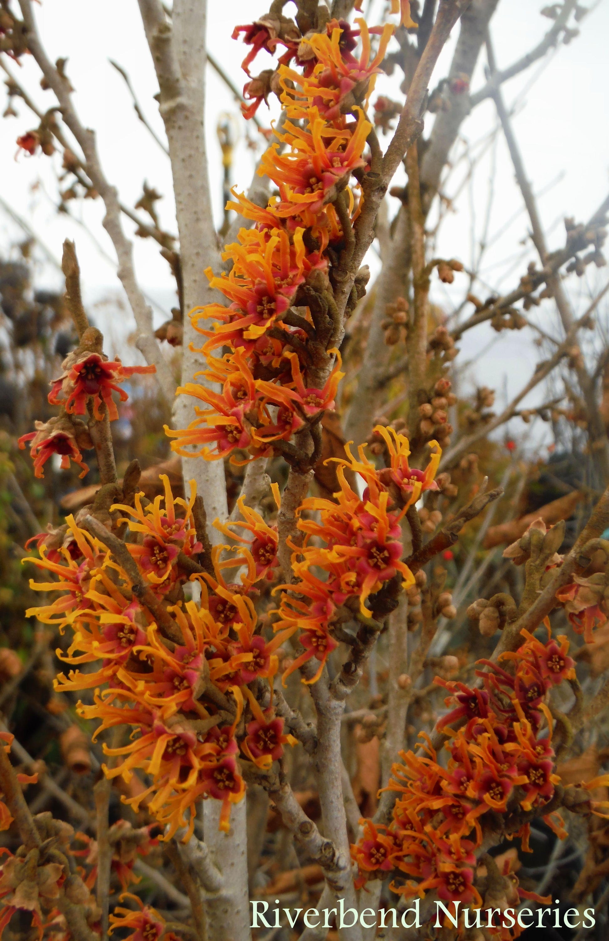 Hamamelis Vernalis - View 13 from www redcrocus com