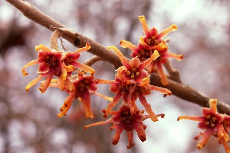 Hamamelis Vernalis - View 13 from www redcrocus com