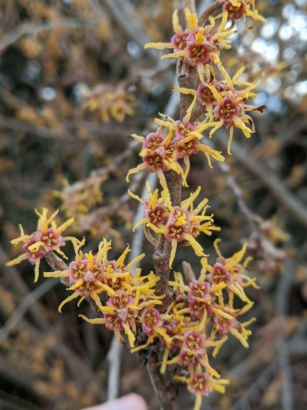 Hamamelis Vernalis - View 19 from www redcrocus com