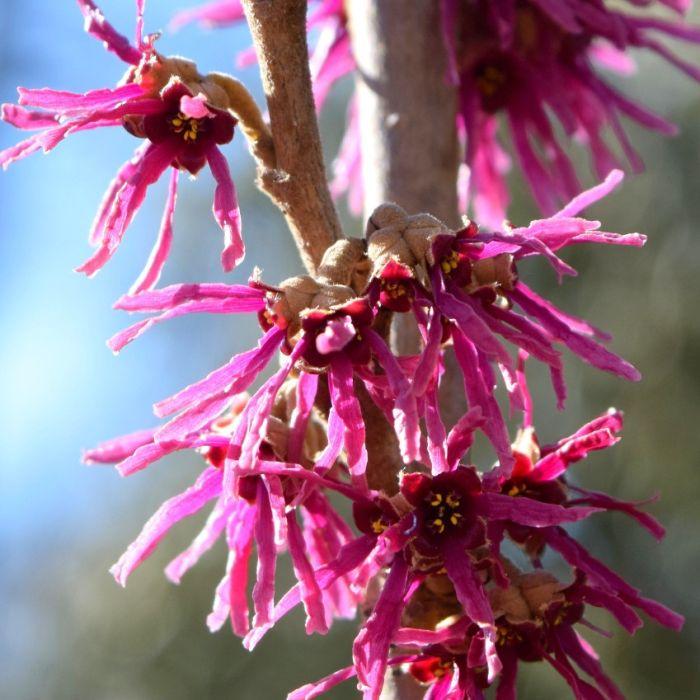 Hamamelis Vernalis - View 20 from www redcrocus com