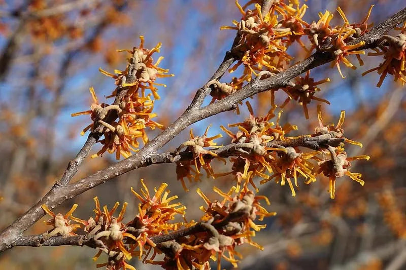Hamamelis Vernalis - View 8 from www redcrocus com