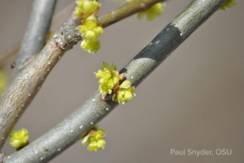 Lindera Benzoin - View 10 from www redcrocus com